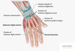 Hand / Wrist - Orthopedic Associates of Northern California ...